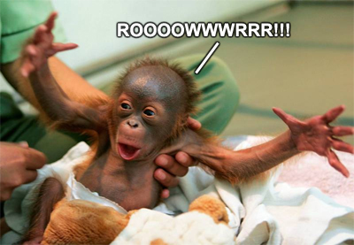 Baby Health Care Insurance on Baby Orangutan 1 Jpg